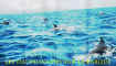 dauphins.jpg (23644 octets)